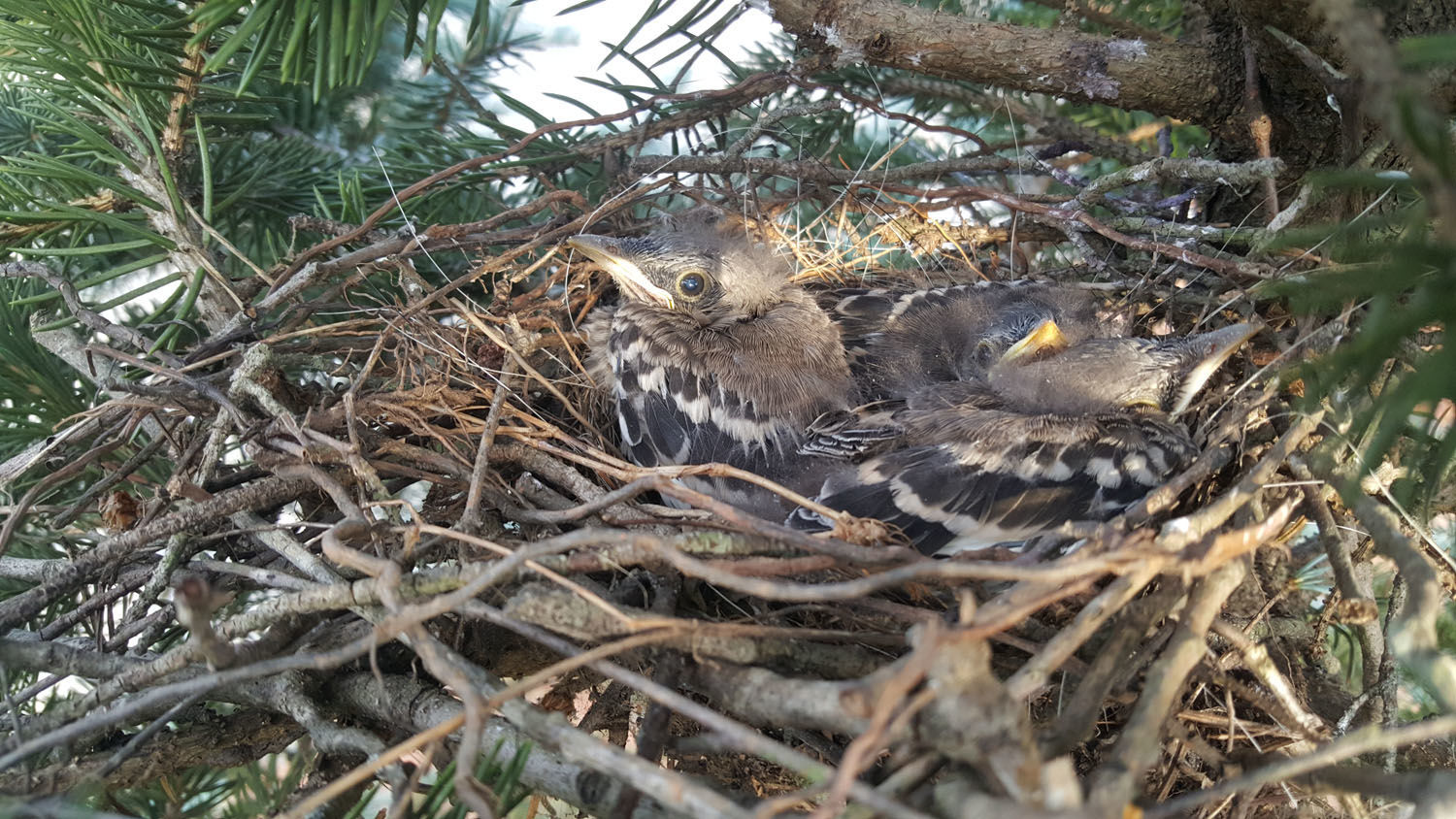 Baby mockingbirds